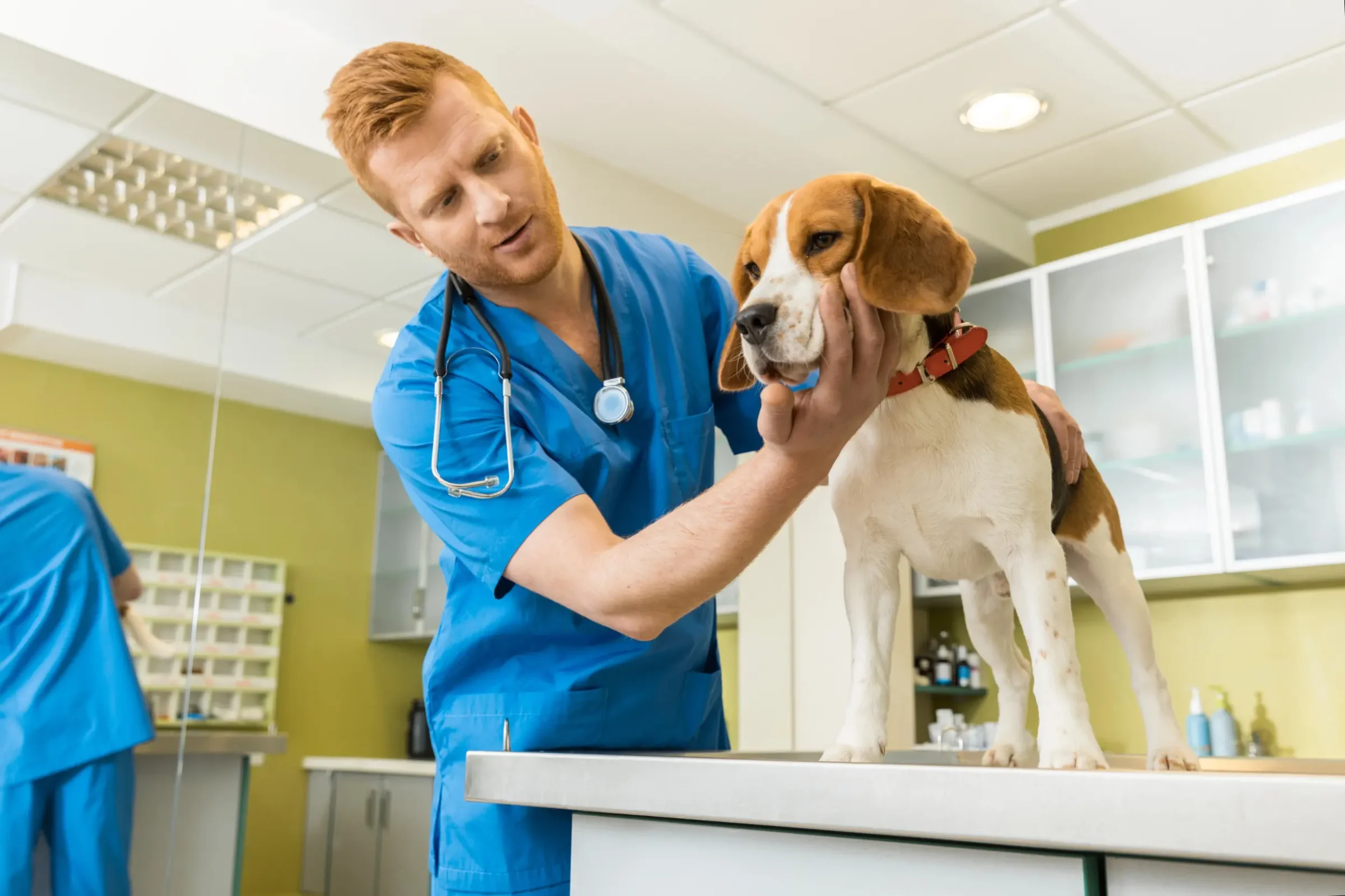 Pet First Aid