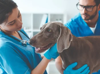 Equine Science: Pre-Veterinary Medicine Option