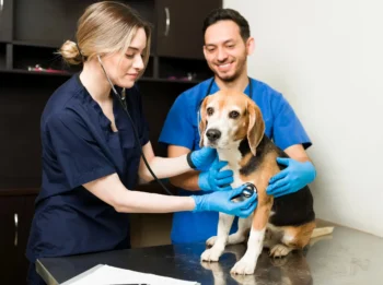 Veterinary Assistant