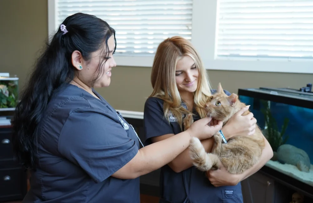 VetTech