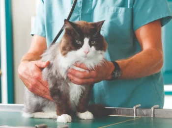 Veterinary Technology
