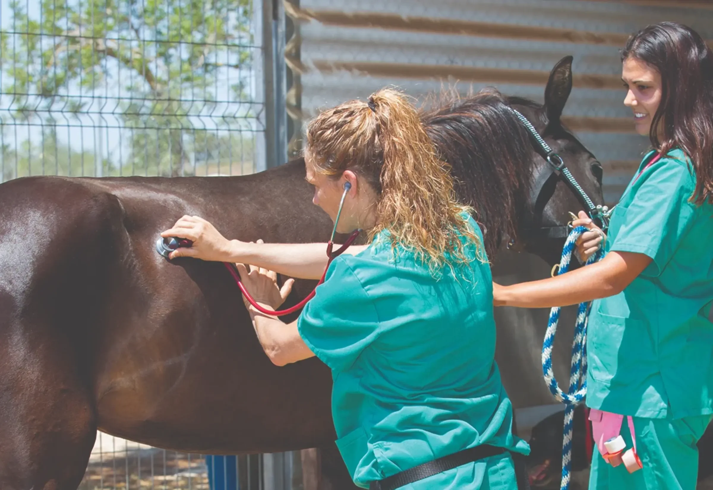 Equine Science